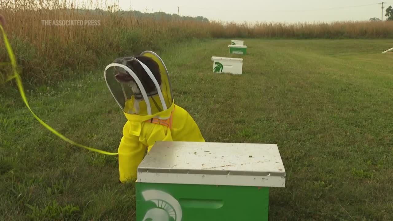 Former K-9 Maple has been busy as a bee sniffing out threats to Michigan State University colonies